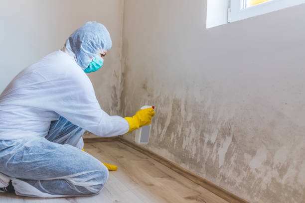 Mold Remediation specialist working in Spring Branch